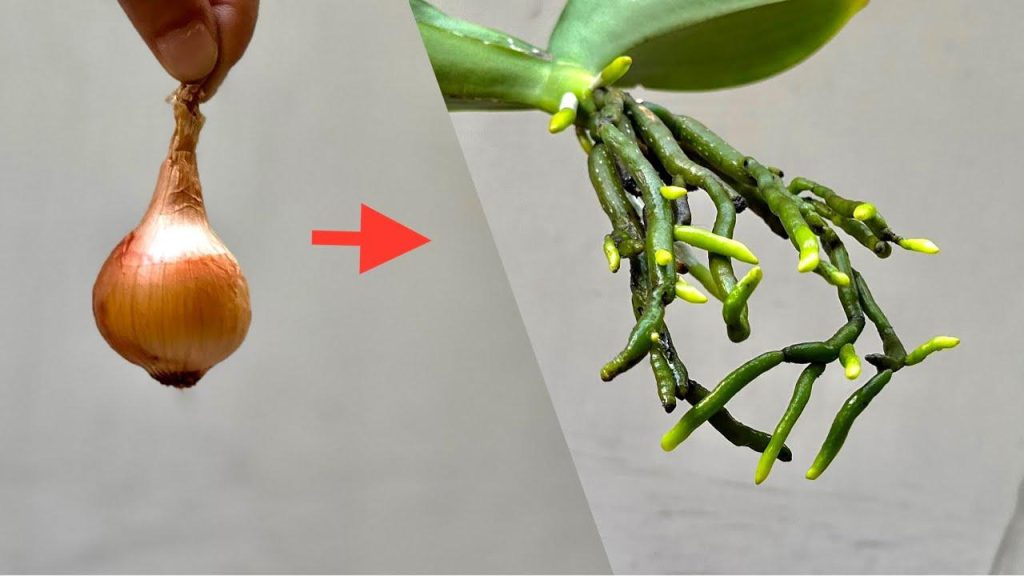Con tan solo un bulbo, tu orquídea crece con raíces abundantes y una avalancha de flores.