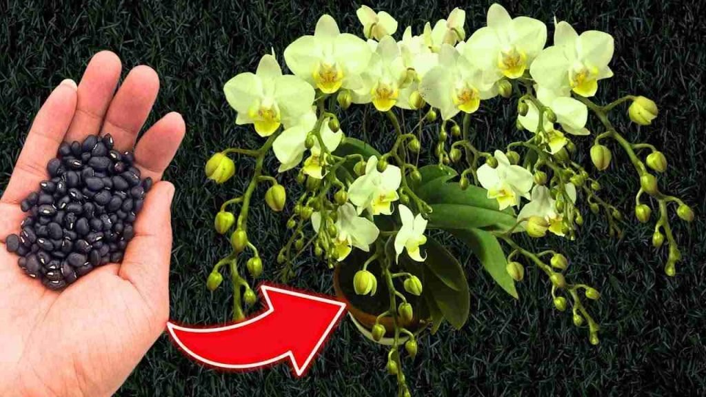¿Quiere una floración constante y garantizada en las orquídeas? Prepare una cucharada de esto.
