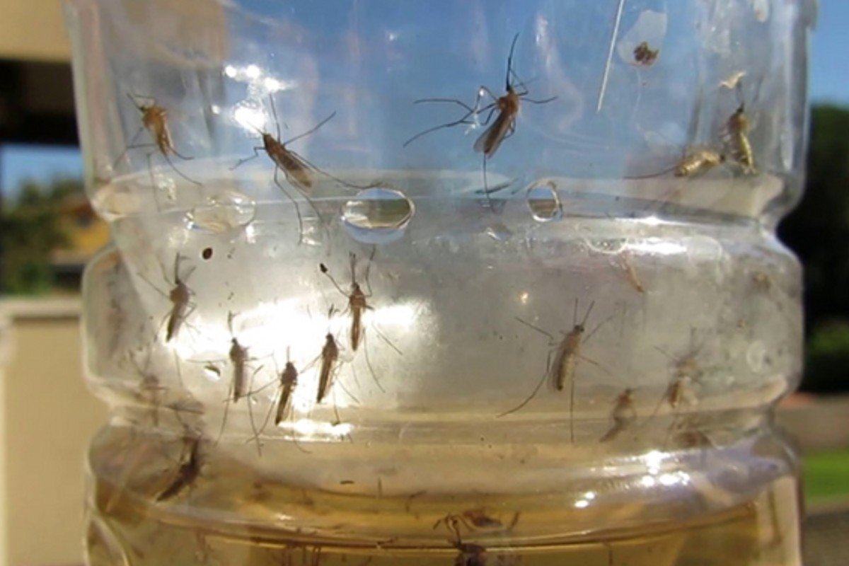 Repelente de mosquitos casero en pocos minutos y por solo 25 céntimos