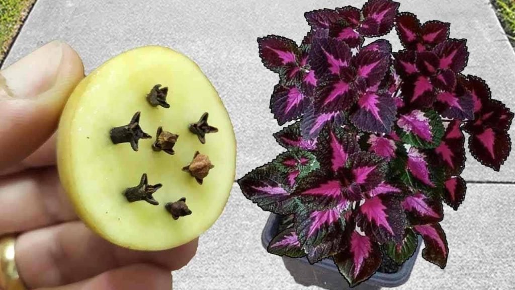 Después de descubrir este fertilizante natural, ya no lo volverá a comprar en la tienda.