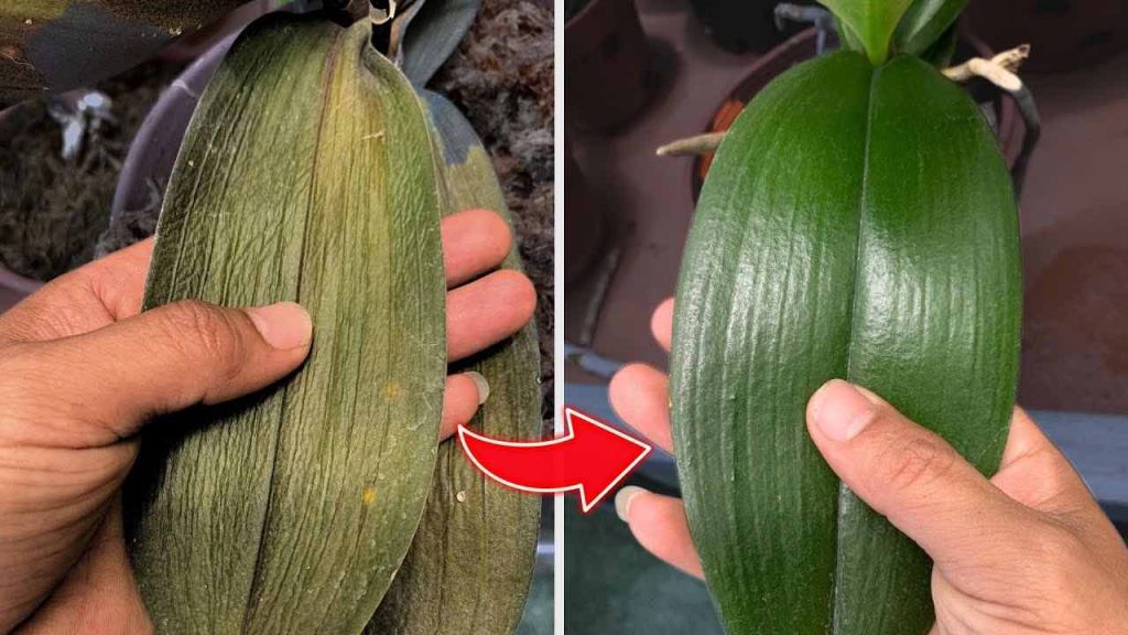 Después de rociar esta agua, verá cómo la orquídea deja de marchitarse.