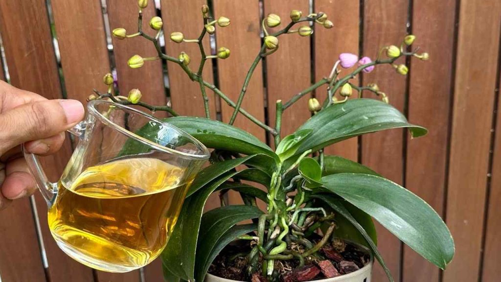 Con solo una taza al mes basta: tanto las flores como las raíces florecen todo el año.