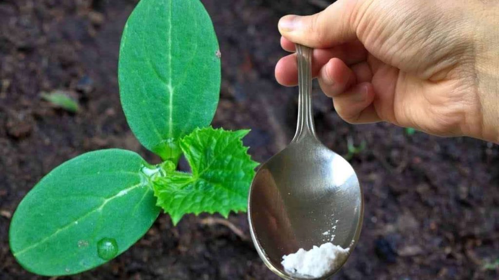 Solo una cucharada por cada pepino que tengas en tu jardín y cosecharás el doble.