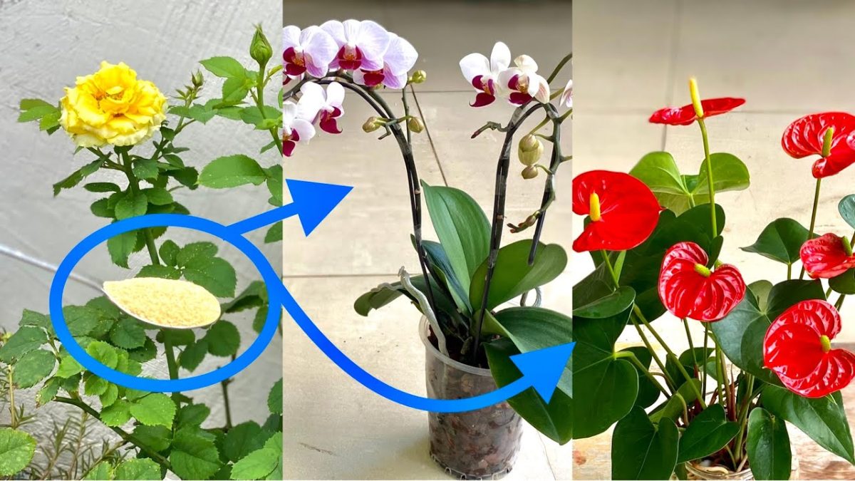 Solo una cucharada es suficiente y todas sus plantas tendrán cada vez más flores.
