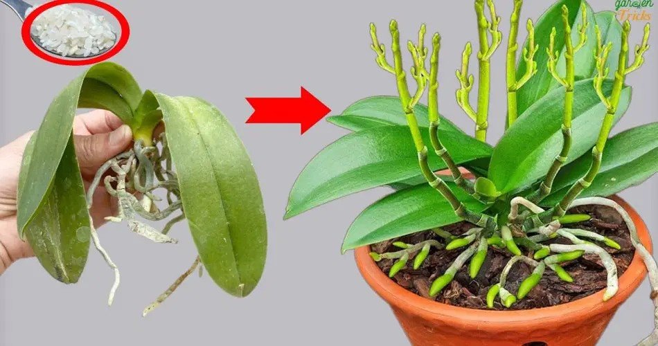 ¡Orchid Revival Magic florece al instante con una sencilla dispersión!