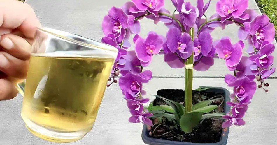 Orquídea, riégela con esto: se quedará encantado al probarlo.