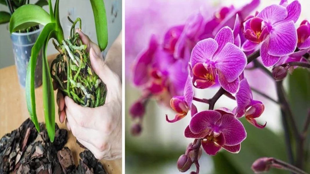 Orquídea: en verano sufre por el calor; si usted lo olvida en septiembre, la encontrará muerta.