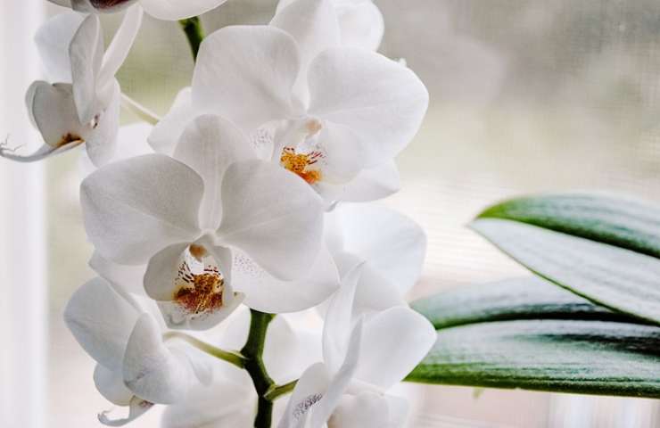 Orquídea, nunca la pongas aquí: morirá en unos días | Muévela ahora.
