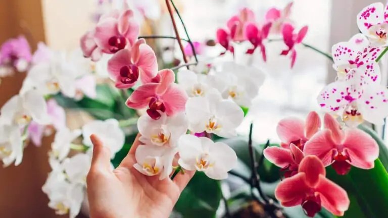 Orquídea: si la colocas aquí, florece durante 10 años: ¿Cuál es el lugar ideal en casa?