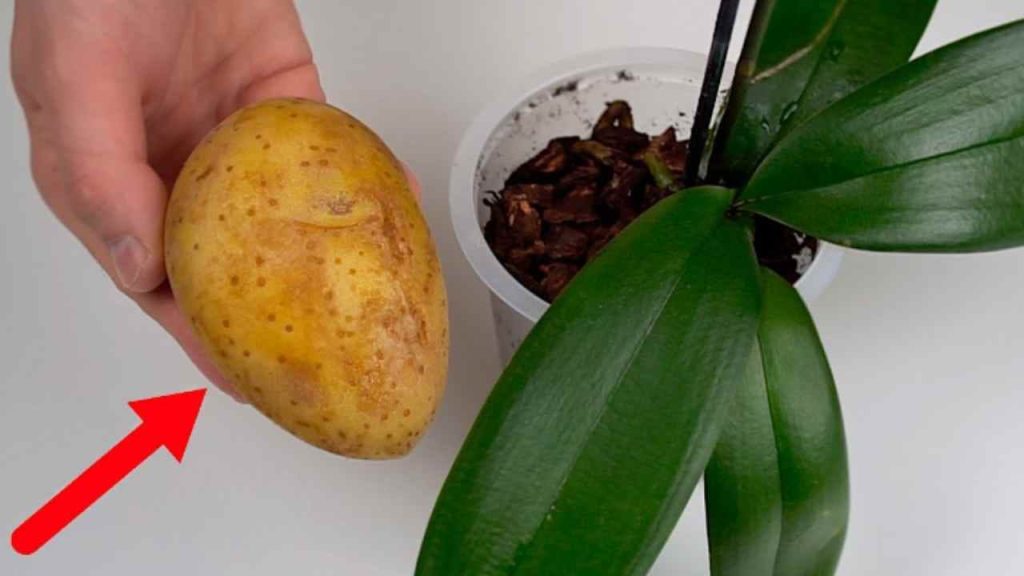 Orquídeas: el secreto para un crecimiento rápido y saludable revelado — hazlo sencillo