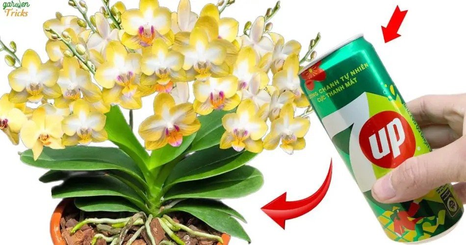 Encanto de orquídeas: ¡libere flores durante todo el año con una fórmula 7-Up!