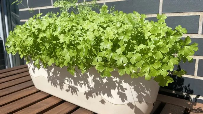 Perejil en maceta: los secretos de un cultivo exuberante