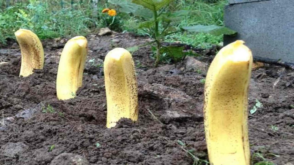 Plante 4 plátanos en su jardín, no creerá lo que sucede después.