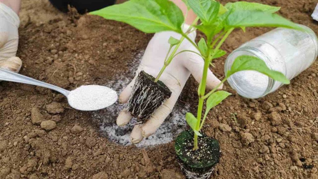 Plante pimientos de esta manera y tendrá una cosecha muy rica y abundante.