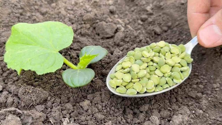 No plantes pepinos sin este ingrediente, duplica la cosecha al instante.