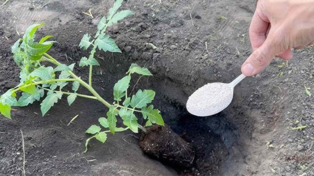 Nunca plante tomates en el jardín sin esto: arroje un puñado en la tierra.