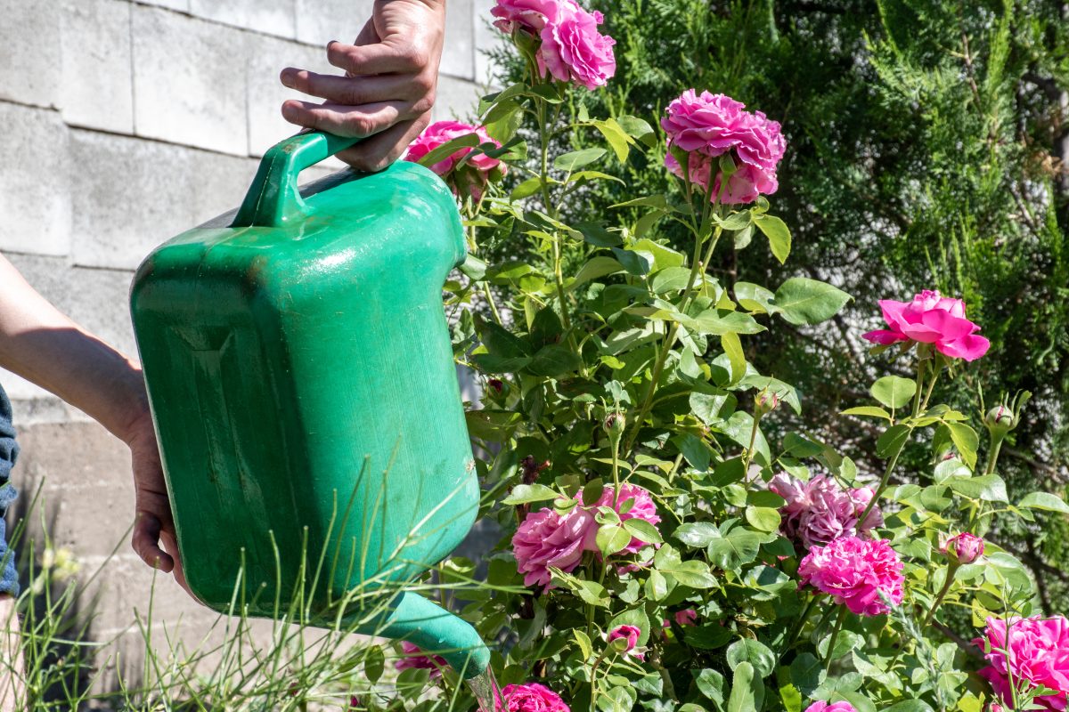 Olviden el agua: rieguen las plantas así y lo que ocurre es un milagro.