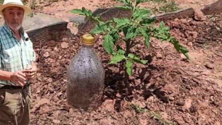 Plantas: cómo regarlas gratis durante un mes — el método utilizado por los agricultores