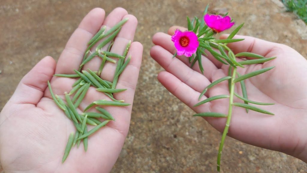 Portulak Grandiflora, muy pocas personas conocen este sorprendente truco