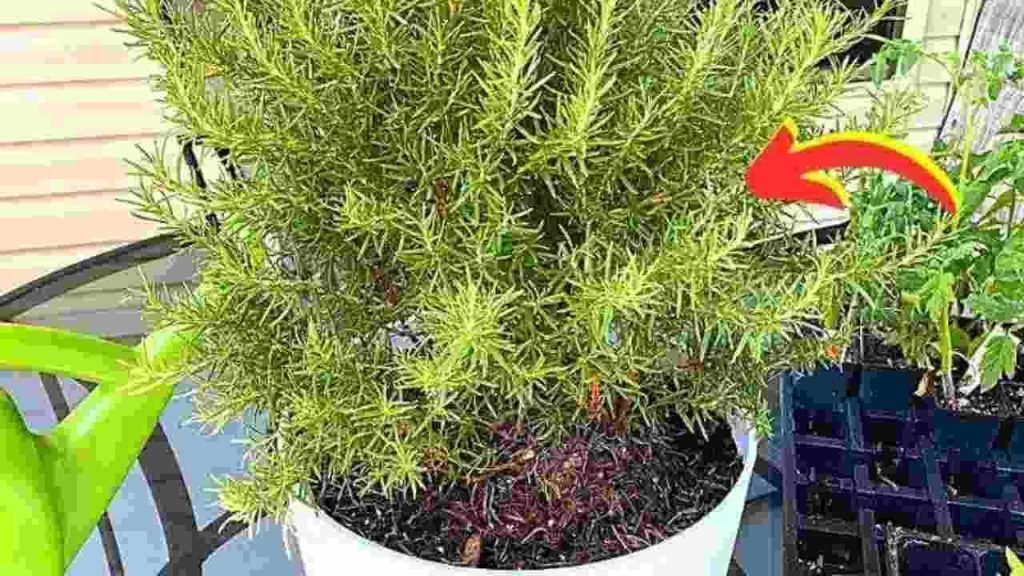 Consejos de jardineros para mantener el romero en macetas durante más de 10 años.