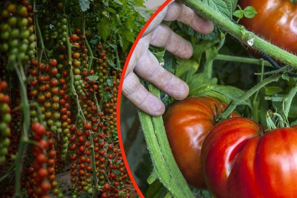 Tomates gigantes en su jardín: una cucharada de este ingrediente, ¡recomendada por todos los jardineros!