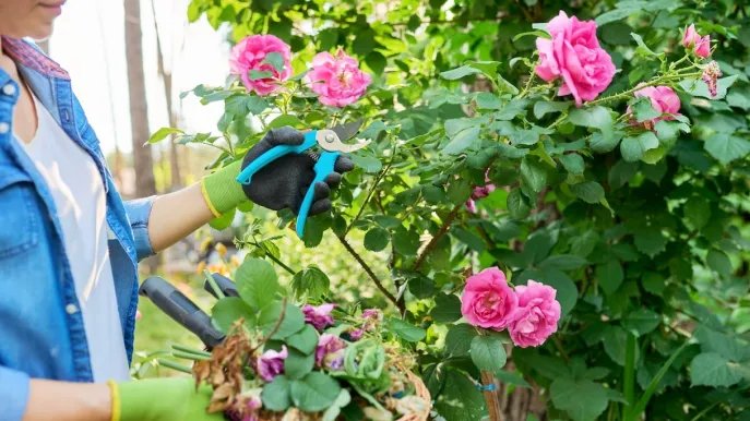 Rosas: deben ser bien podadas para tener una floración abundante.