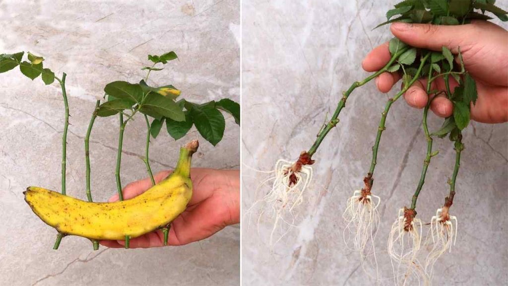 Rosas, cómo multiplicarlas indefinidamente con un plátano: tus vecinos te envidiarán