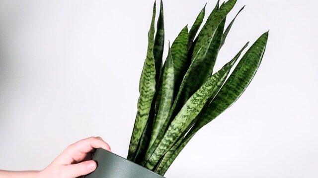 Sansevieria: trucos para que crezca más rápido