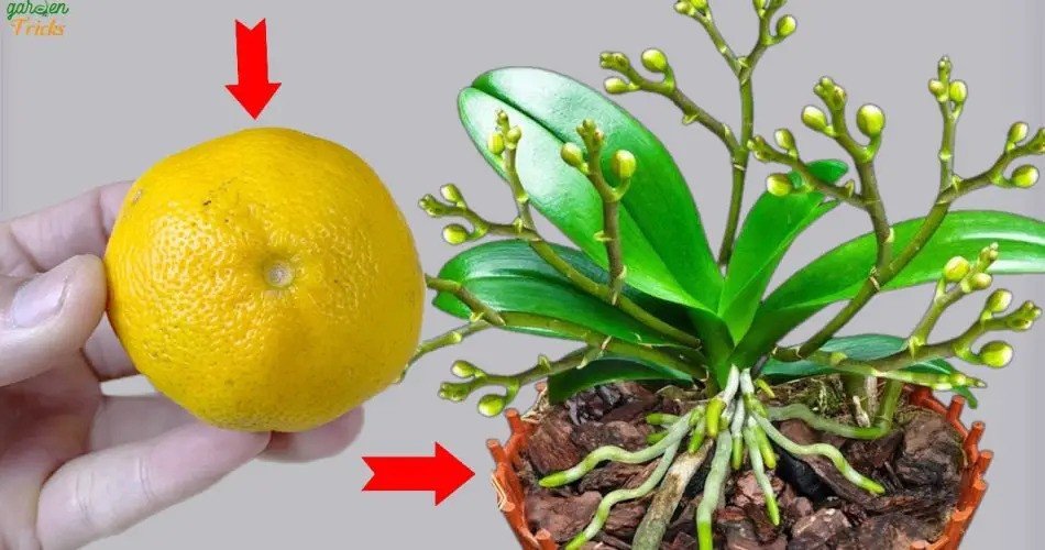 ¡Desbloquea flores de orquídea vibrantes con solo un limón!