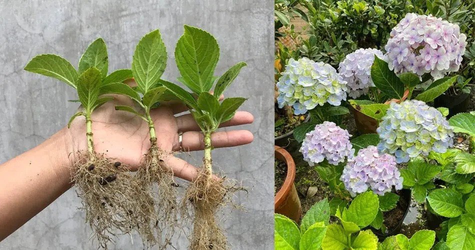 Enraizamiento rápido: un método rápido y sencillo para multiplicar hortensias por esquejes
