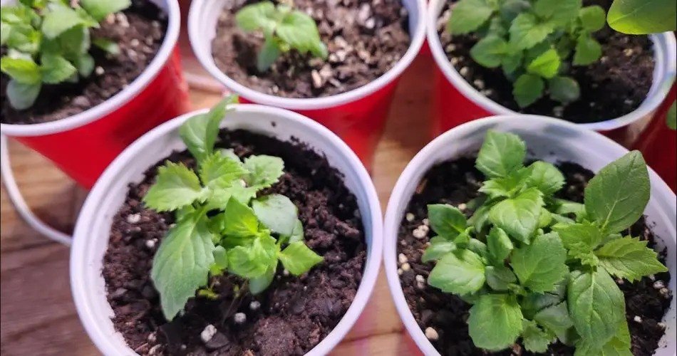 Guía rápida y fácil para germinar y cultivar hortensias de hoja de roble en solo 2 semanas