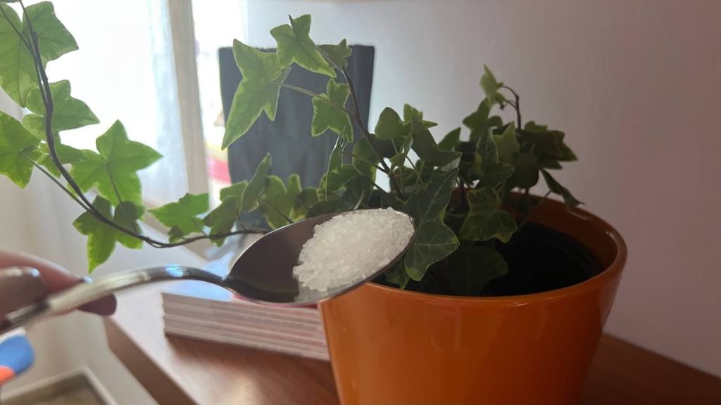 Fertilizante orgánico muy potente que mantiene todas sus plantas sanas durante 12 meses.