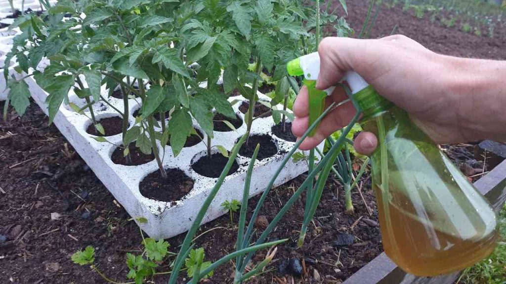 Tienes que hacer esto con las plántulas antes de plantarlas al aire libre: los jardineros lo hacen