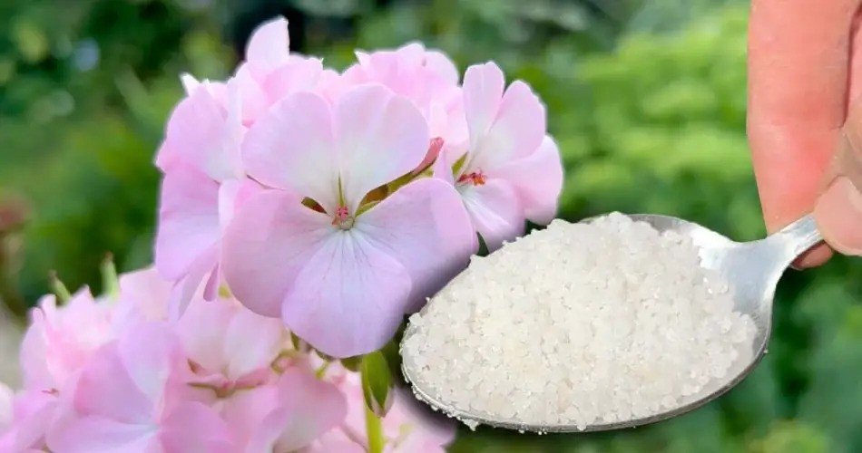 No lo creerás, pero hace que cualquier planta o flor crezca cinco veces más rápido.