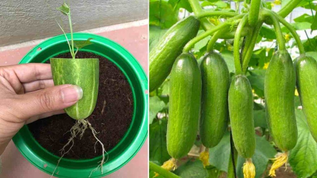Se sorprenderá de cómo propagar los pepinos de esta manera: propáguelos sin fin.