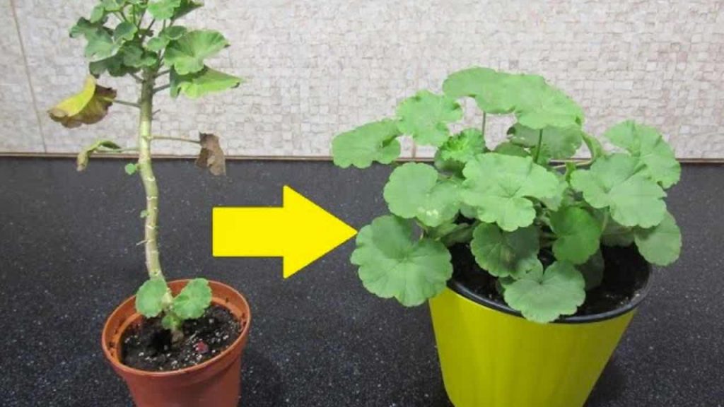 Así convierte usted un pelargonio en un arbusto: tarda 5 minutos.