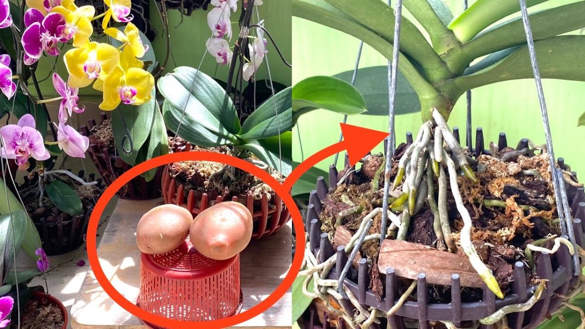 ¿Orquídeas fuertes y de rápido crecimiento? ¡Pruebe el truco de la patata!