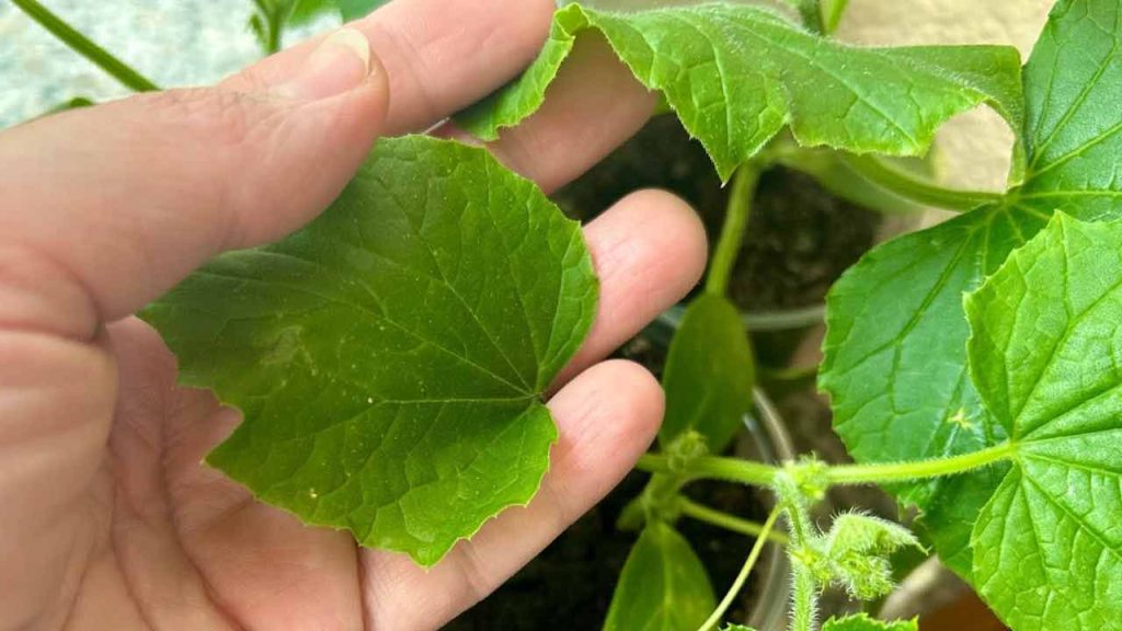 Coloque siempre estas plantas cerca de los pepinos; obtendrá grandes cosechas libres de plagas.