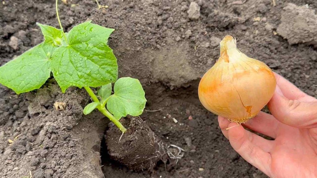 Colóquelo donde plante pepinos y cobrarán vida de inmediato; crecerán abundantemente.