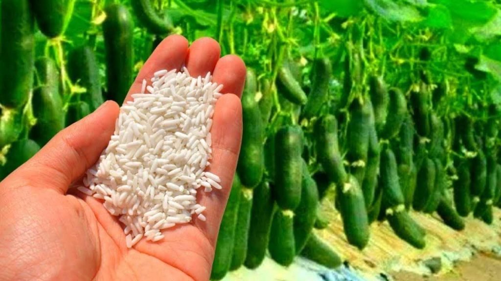 Espárcelo debajo de los calabacines; crecerán sin parar y usted recogerá muchos de ellos.