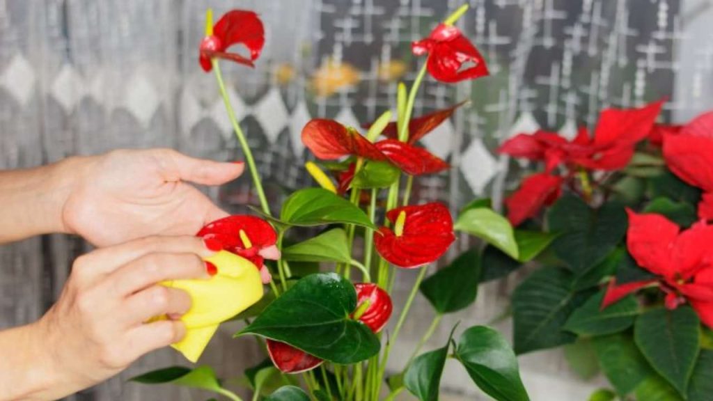 Anturio muy florido: Cómo cultivarlo en agua si quieres que esté exuberante durante años