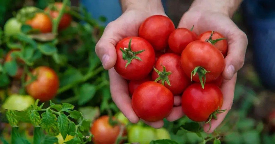 Tomates: con este truco aumente el rendimiento de sus plantas en un 30 %