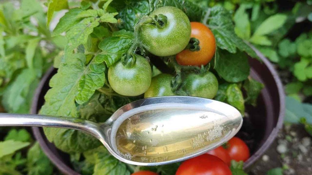 Los tomates y los pepinos crecen 10 veces más rápido con este suplemento.