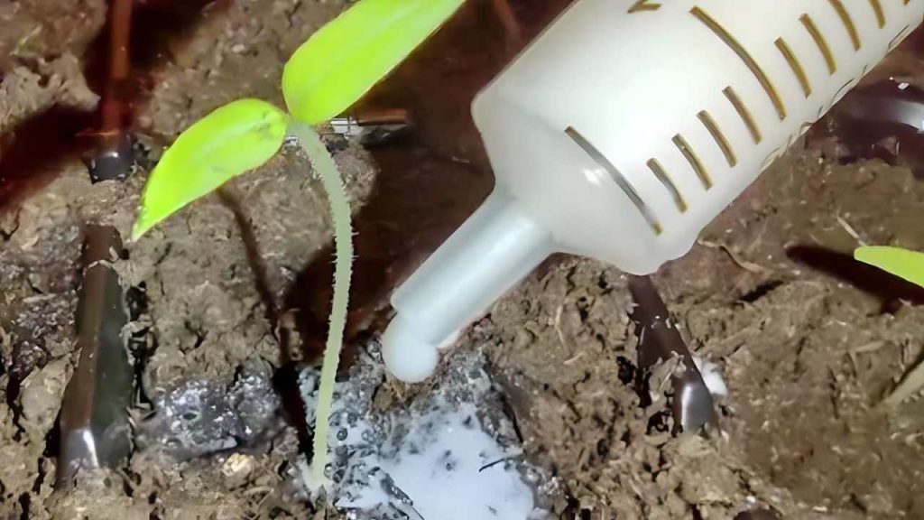 Las plántulas de tomate crecen en un abrir y cerrar de ojos si usted las inyecta en la tierra.