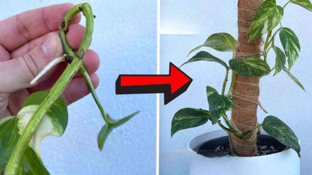 Haga esto una vez por semana y sus pothos crecerán de forma espectacular.
