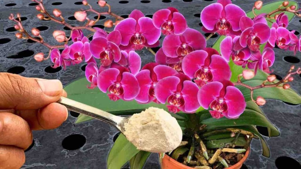 Haga esto y hasta los vecinos querrán saber cómo consigue tener orquídeas tan exuberantes.