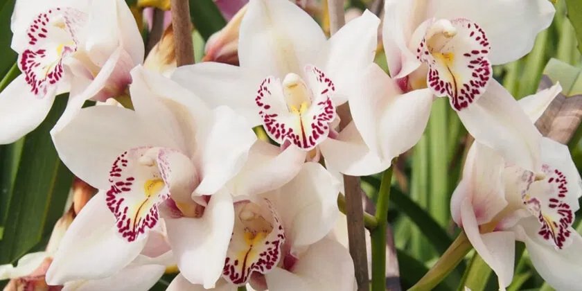 Para salvar una orquídea podrida, seca o sin raíces y recuperarla rápidamente, este truco gratis sería suficiente.