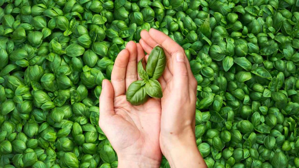 Albahaca infinita gratis: haga esto para multiplicarla en dos instantes: el método real
