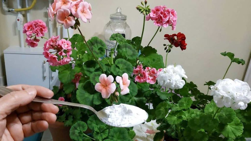 Flores exuberantes y abundantes con este ingrediente: también realza los colores.