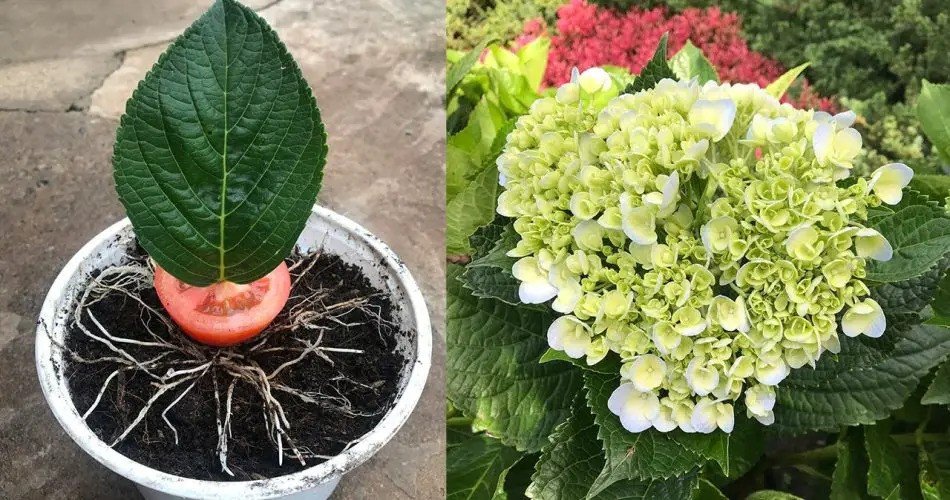 Mejora del crecimiento de las hortensias: la influencia de los tomates en el cultivo de hortensias